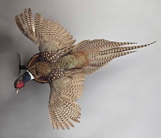 Taxidermy Pheasant in Flight Wall Art