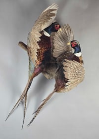Taxidermy 2 Pheasants Fighting