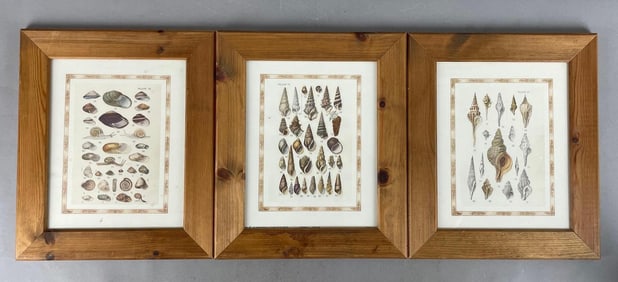 Group of Assorted Shell Prints