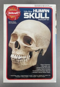 Skilcraft Life-Size Human Skull Anatomy Kit