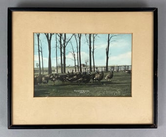 1947 Thanksgiving Turkeys Photograph