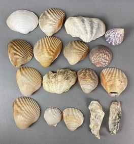 Group of 17 Assorted Seashells