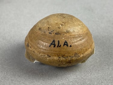 1 3/4 Inch Stone Bottle Stopper Alabama Heike Collection