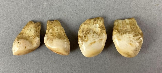 Group of 4 Elk Teeth Heike Collection