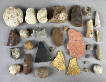 Group of Fossils and More from Heike Collection