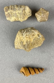 Group of 4 Fossils Heike Collection