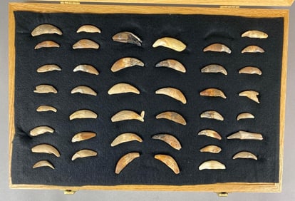 Frame full of bear and wolf canine teeth