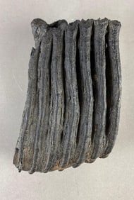 Mammoth tooth, found in Iowa