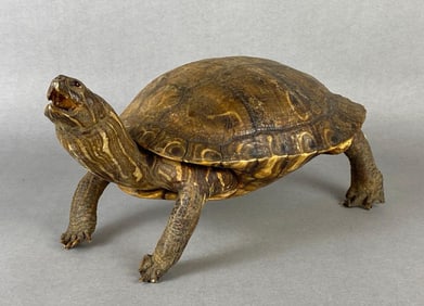 Taxidermy Turtle/Tortoise