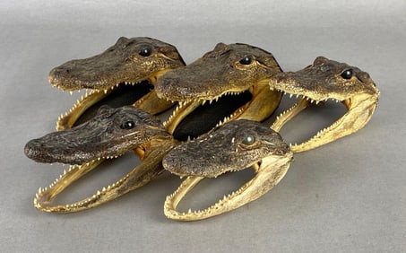 Group of 5 Taxidermy Alligator Heads