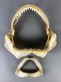 Group of 2 Shark Jaws with Teeth