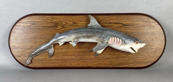 21 Inch Long Taxidermy Shark