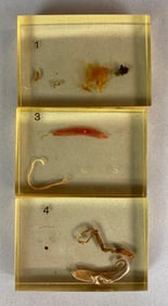 Group of Custom Embedding Animal Kingdom Slabs