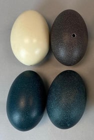 Group of 4 Emu and Ostrich Eggs