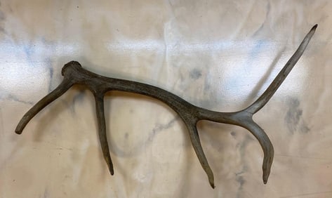 Elk Antler