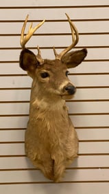White Tail Deer Taxidermy Mount