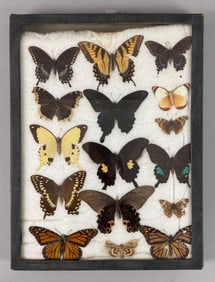 Group of Butterfly Specimens