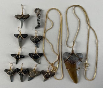 Group of Shark Tooth Pendants