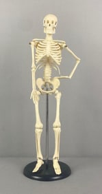 Educational Human Skeleton Model