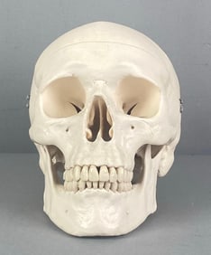 Educational Plastic Human Skull Model