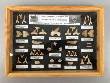 Display of Moroccan Fish and Reptile Fossils