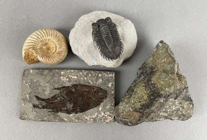 Group of Fossils
