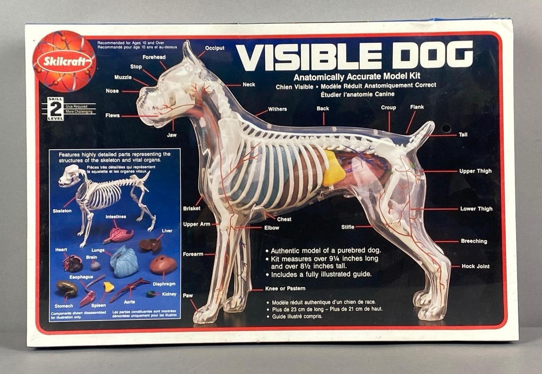 Skilcraft Visible Dog Plastic Anatomical Model Lit: sealed, box measures 10 1/2 x 15 1/2 x 3 inches