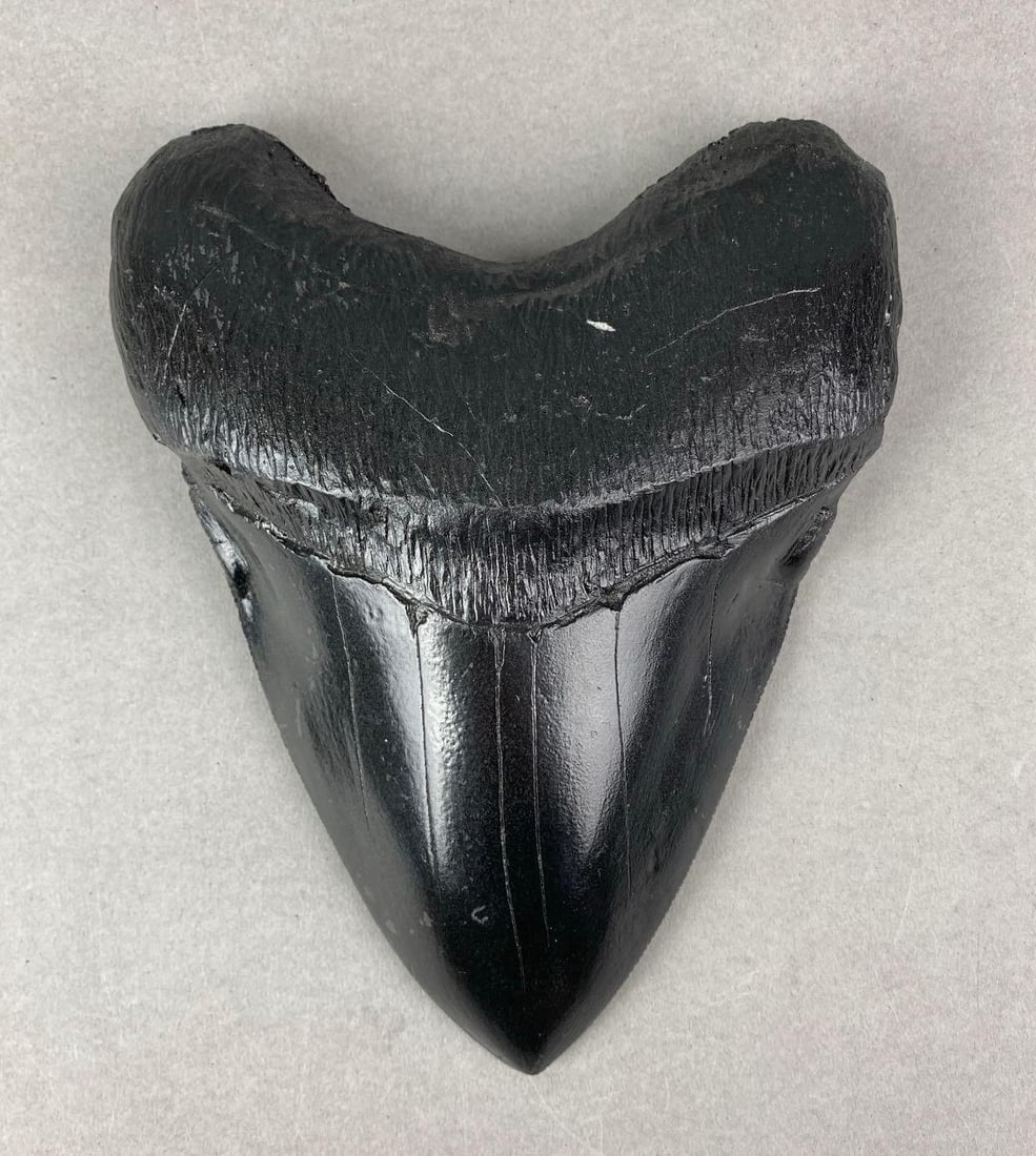 Replica Resin Megalodon Tooth: Measures H 7 x W 5 1/4 x D 1 1/2 inches.