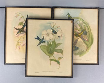 Group of 3 Hullmandel & Walton John Gould Humming Bird Lithographs