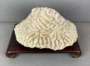 Brain Coral with Stand