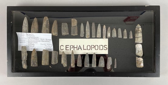 Displayed Group of Cephalopods