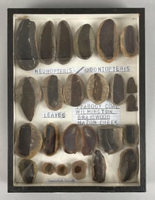 Display Group of Neuropteris / Odontopteris Leave Fossils