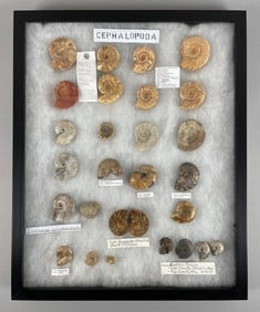 Display Group of Cephalopods