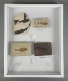 Display Group of Diplomystus Fish Fossils