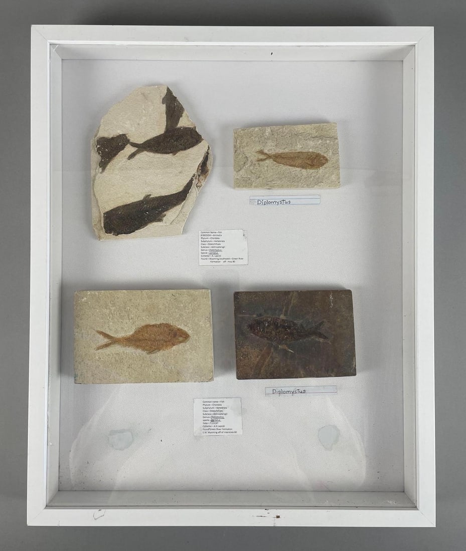 Display Group of Diplomystus Fish Fossils (1 of 3)