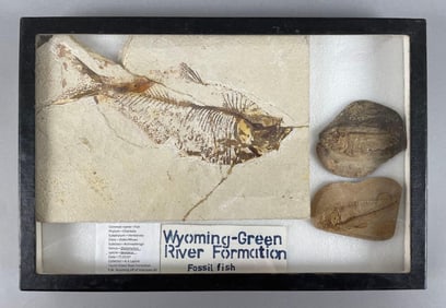 Display Group of Diplomytus Fish Fossils