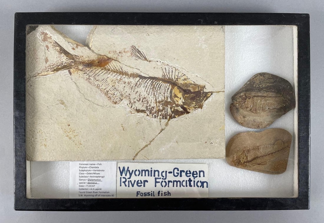 Display Group of Diplomytus Fish Fossils (1 of 3)