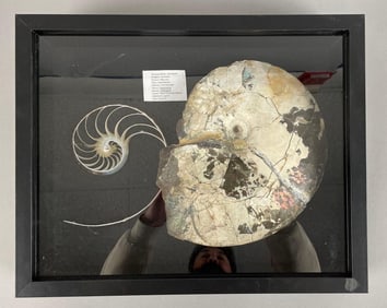 Display Group of Coiled Cephalopods