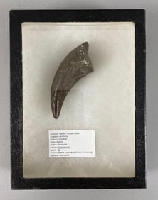 Tyrannosaurus Rex Claw Casting