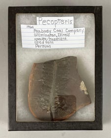 Pecopteris Fern Fossil