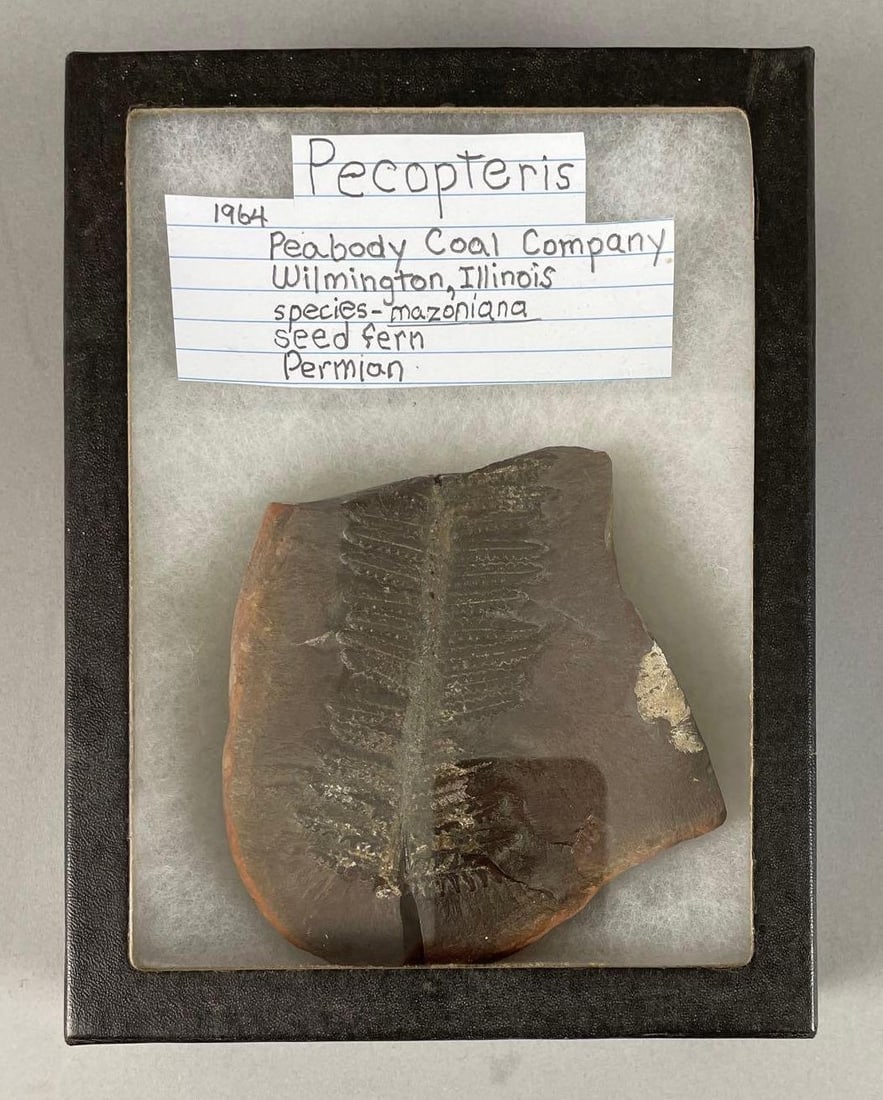 Pecopteris Fern Fossil: Found in Wilmington IL, case measures 8 1/4" x 6 1/4" x 2 1/4"