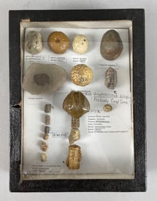 Display Group of Echinodermata Fossils