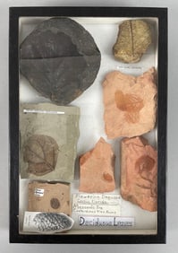 Display Group of Deciduous Leaf Fossils