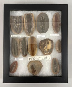 Display Group of Pecopteris Leaf Fossils
