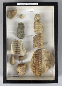 Display Group of Uncoiled Cephalopod Fossils