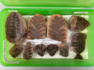 Group of Aleopteris Fern Fossils