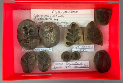 Group of Alethoteridae Leaf Fossils