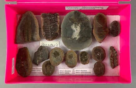 Group of Annularis Leaf Fossils