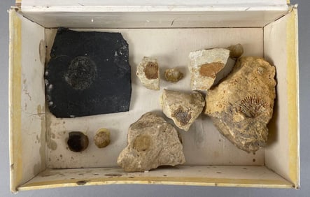 Group of Mollusk Fossils