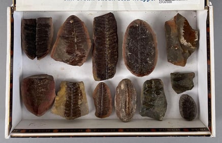 Group of Pecopteris Leaf Fossils